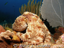 nice octopus at old buoy dive site in parguera area!!! by Victor J. Lasanta 